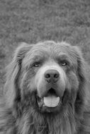 black and white portrait of a dog in the street