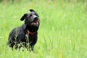 Picture of the cute Dog in a grass