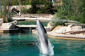 dolphin in the pond at the zoo