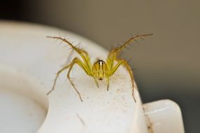 Arachnid, Spider close-up