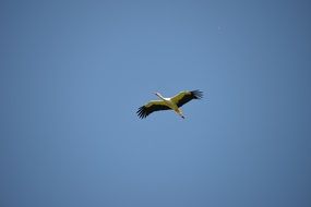 rattle stork soars in the sky