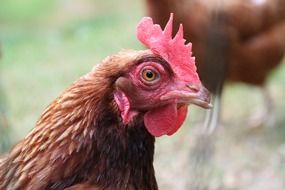closeup chicken head profile