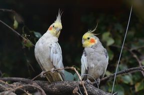 Nymph Dwarf Parrot