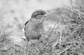 black and white photo of a sparrow on the grass, central park, new york