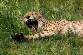 yawning wild cheetah