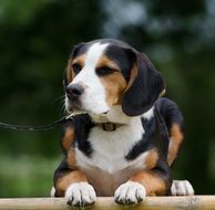Hybrid of the dog