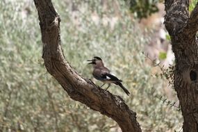 female jay perched tree branch