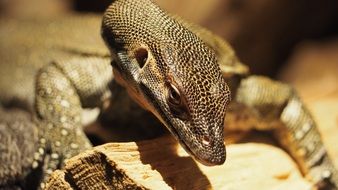 african lizard