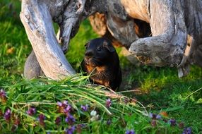 Guinea Pig Animal