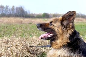 german shepherd lies in the meadow