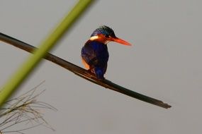 Malachite Kingfisher