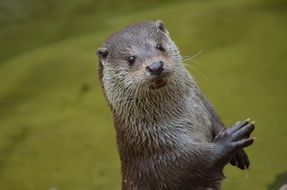 Otter close-up on blurred background