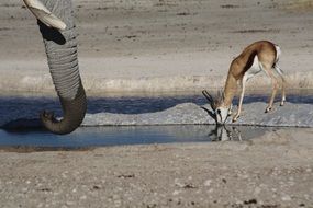 the elephant and the antelope drink water in safari