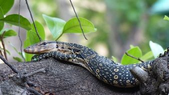 Big lizard in Thailand