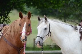 black and white horse in the paddock on the ranch