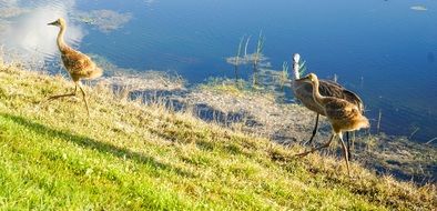 Baby Brown Cranes