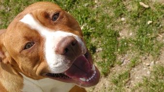 Brown and white dog