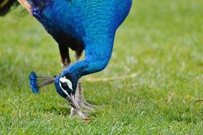 Peacock on the grass in the park