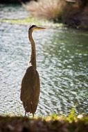 stork on the lake on a sunny day