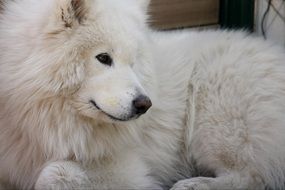 Samoyed dog close up