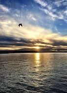 bird flies in the sky at sunset