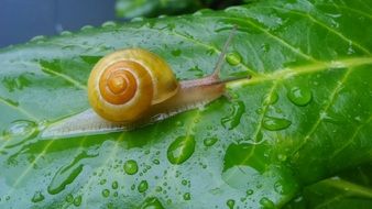 snail on a leaf with dew