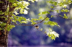 bird on a tree branch in the spring