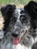 old german black-white shepherd close up