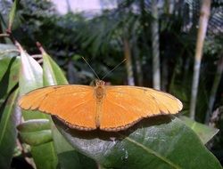 Beautiful gradient Brushfoot Family Butterfly on the plant