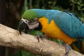 blue colorful macaw parrot