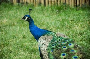 Beautiful Peacock in a garden