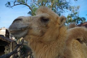 Camel face close up in the wild