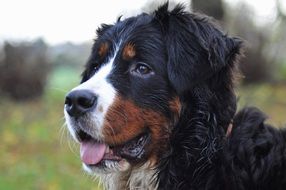 portrait of a bernese mountain dog outdoor