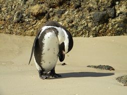 black and white penguin on the beach