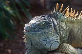 Close-up of the iguana