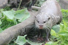 Otter Mammal