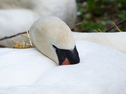 Swan Sleep