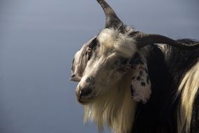 poising cute goat