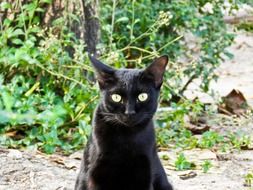 black stray cat on the street