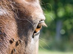horse eye with eyelashes closeup