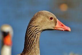 goose profile portrait