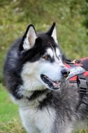 Siberian Husky - factory specialized breed of dog