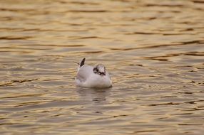 gull in the pond in the evening