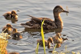 duck family on the water close up