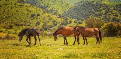 Horses on the field