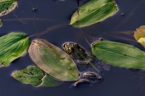 Frog and plants in the pond