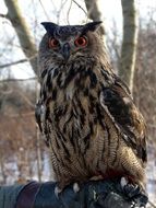 Pharaoh Owl close-up on blurred background