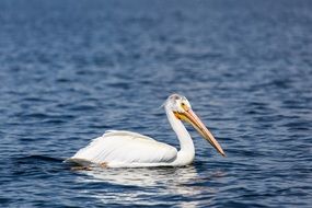 Pelican is swimming in lake