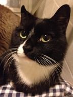 black and white cat's muzzle
