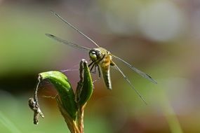 dragonfly near the green plant